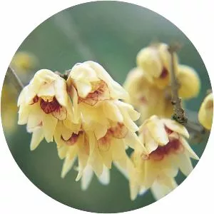 Chimonanthus