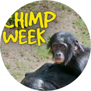Chimp WeekSince 2006