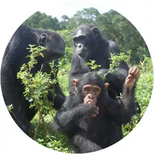 Chimpanzee Island - 