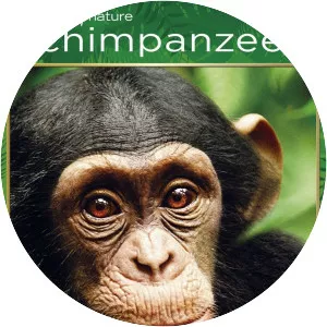 Chimpanzee - 2012 ‧ Documentary ‧ 1h 18m