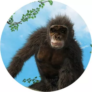 Chimps: Nearly Human