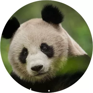 China: Nature's Ancient KingdomSince 2020