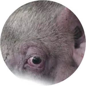 China Restaurant Tien Du