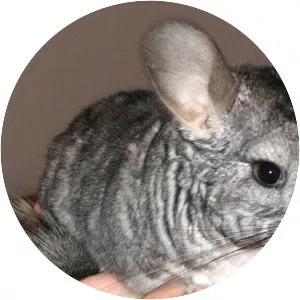 Chinchilla