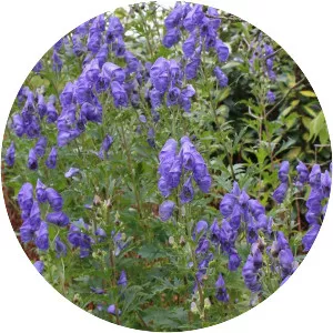 Chinese aconite