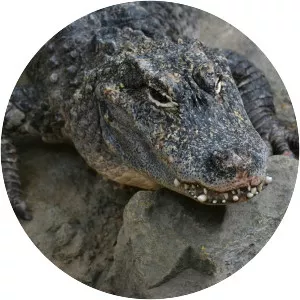 Chinese alligator