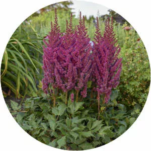 Chinese astilbe - Plants