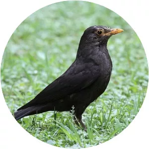 Chinese blackbird - 