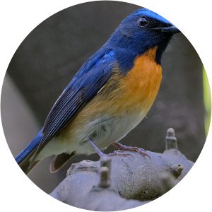 Chinese blue flycatcher