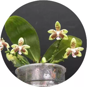 Chinese character phalaenopsis