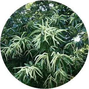 Chinese chestnut - Plants