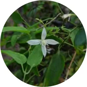 Chinese clematis