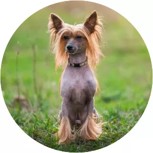 Chinese Crested Dog