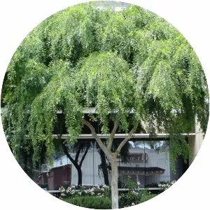 Chinese elm