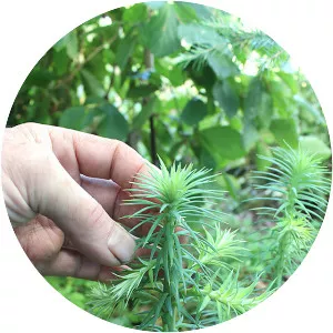 Chinese fir - Plants
