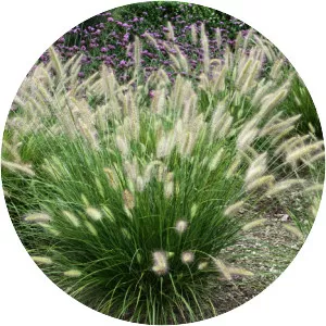 Chinese fountain grass - Plants