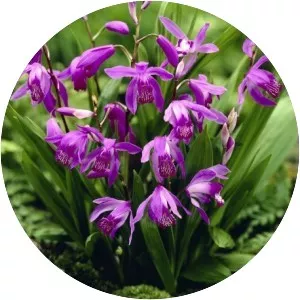 Chinese ground orchid