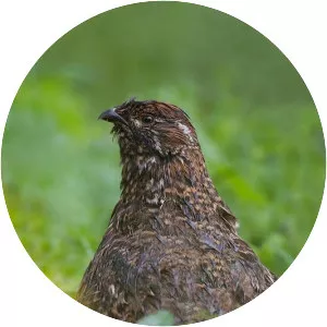 Chinese grouse
