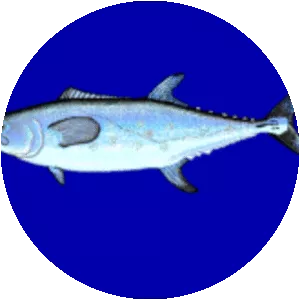 Chinese mackerel