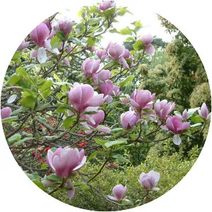 Chinese magnolia