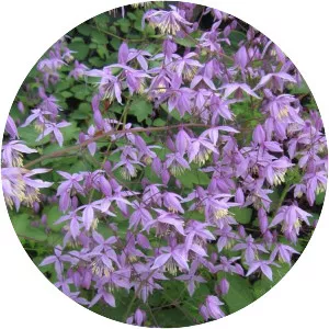 Chinese meadow-rue (Thalictrum Delavayi)