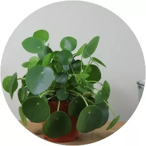 Chinese Money Plant