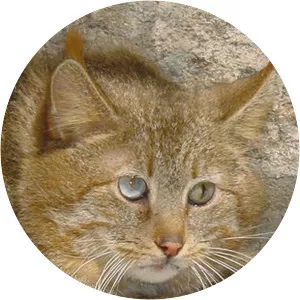 Chinese mountain cat