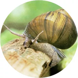 Chinese mystery snail
