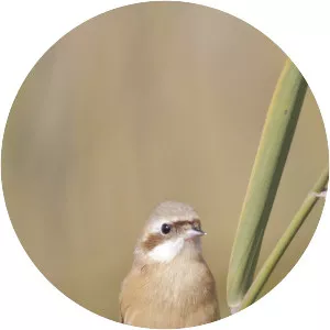 Chinese penduline tit - Bird