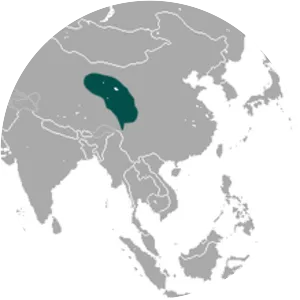 Chinese red pika - Animal