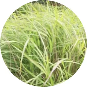 Chinese silver grass - Plants