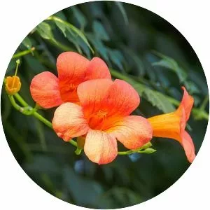 Chinese trumpet vine - Plants