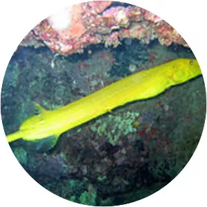 Chinese trumpetfish