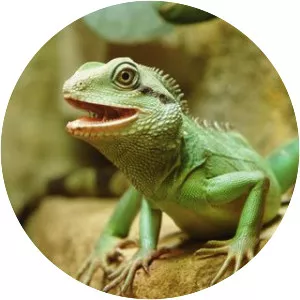 Chinese water dragon