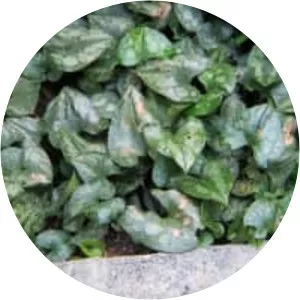 Chinese Wild Ginger - Plants