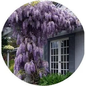 Chinese wisteria