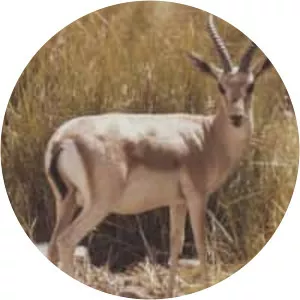 Chinkara