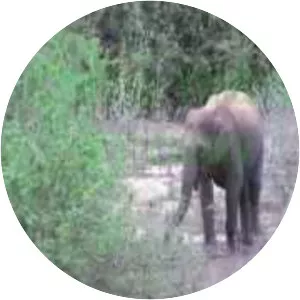 Chinnar Wildlife Sanctuary - 