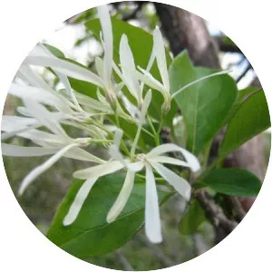 Chionanthus