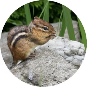 Chipmunk - Rodent
