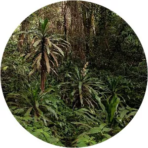 Chirinda Forest Botanical Reserve - 