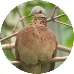 Chiriqui quail-dove - Bird