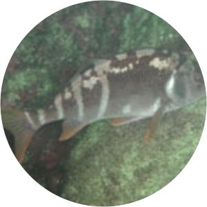 Chirodactylus variegatus - 