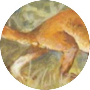 Chiromyoides - Animal