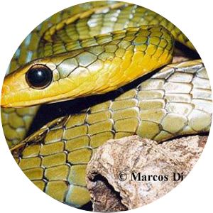 Chironius bicarinatus - 