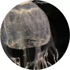 Chiropsalmus quadrumanus