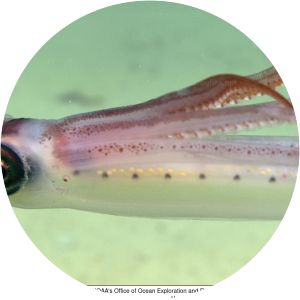 Chiroteuthis veranii - Animal