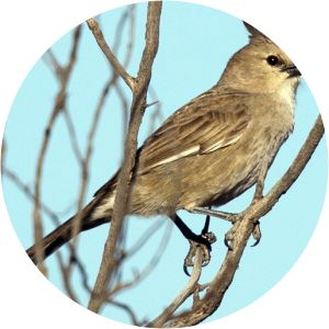 Chirruping wedgebill
