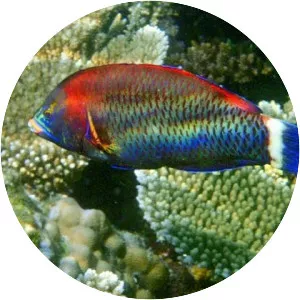 Chiseltooth wrasse