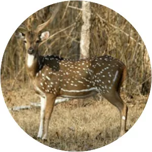 Chital